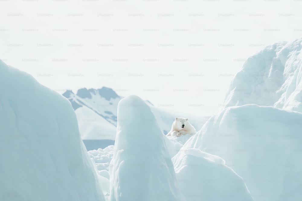 a polar bear in a snowy landscape with mountains in the background