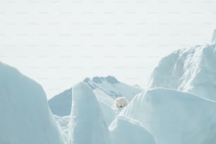 a polar bear standing on top of a snow covered mountain