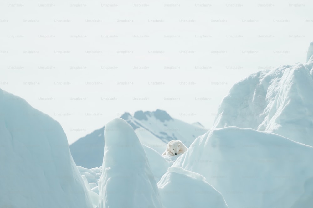 a polar bear standing on top of a snow covered mountain