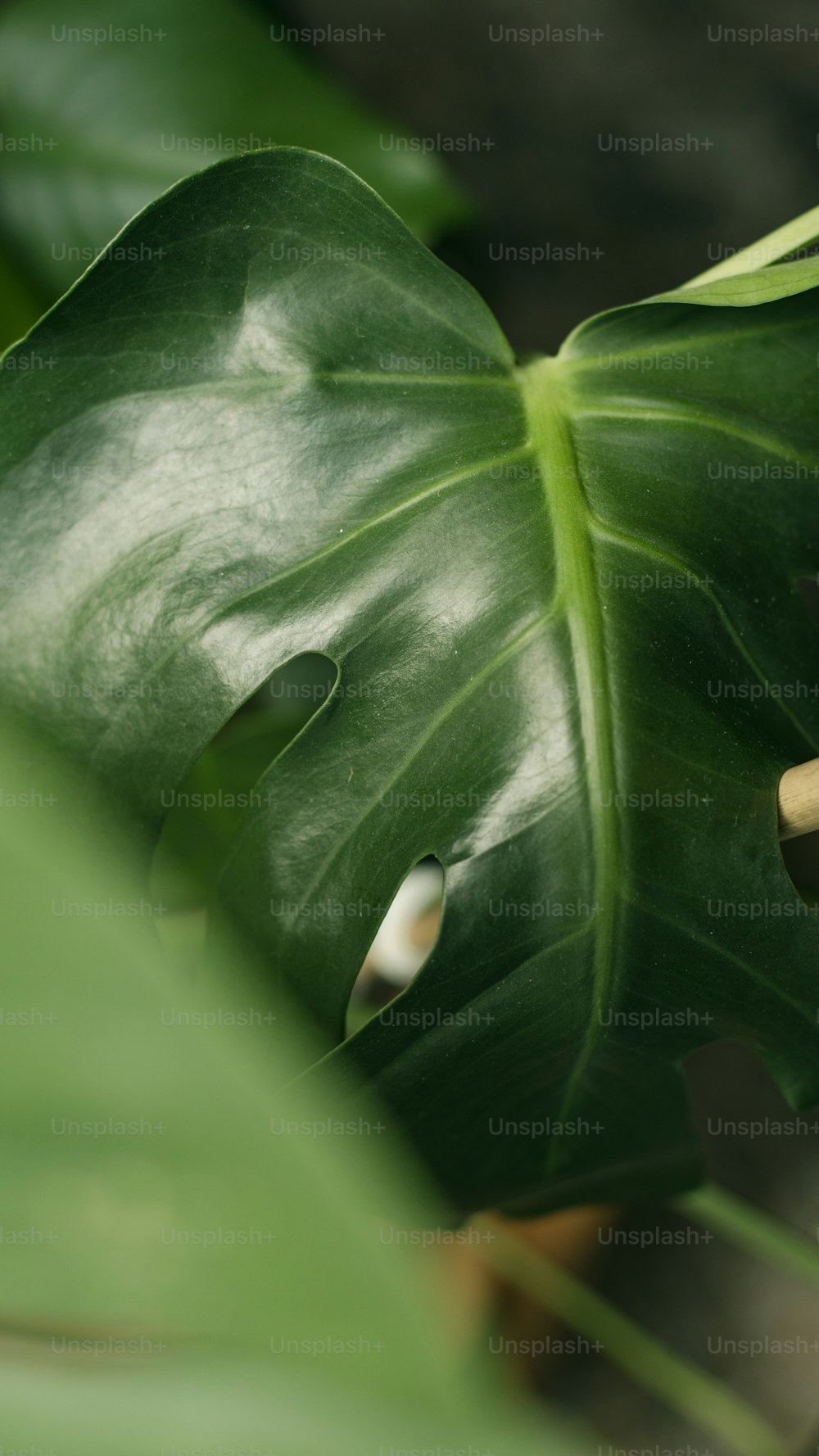 um close up de uma grande folha verde