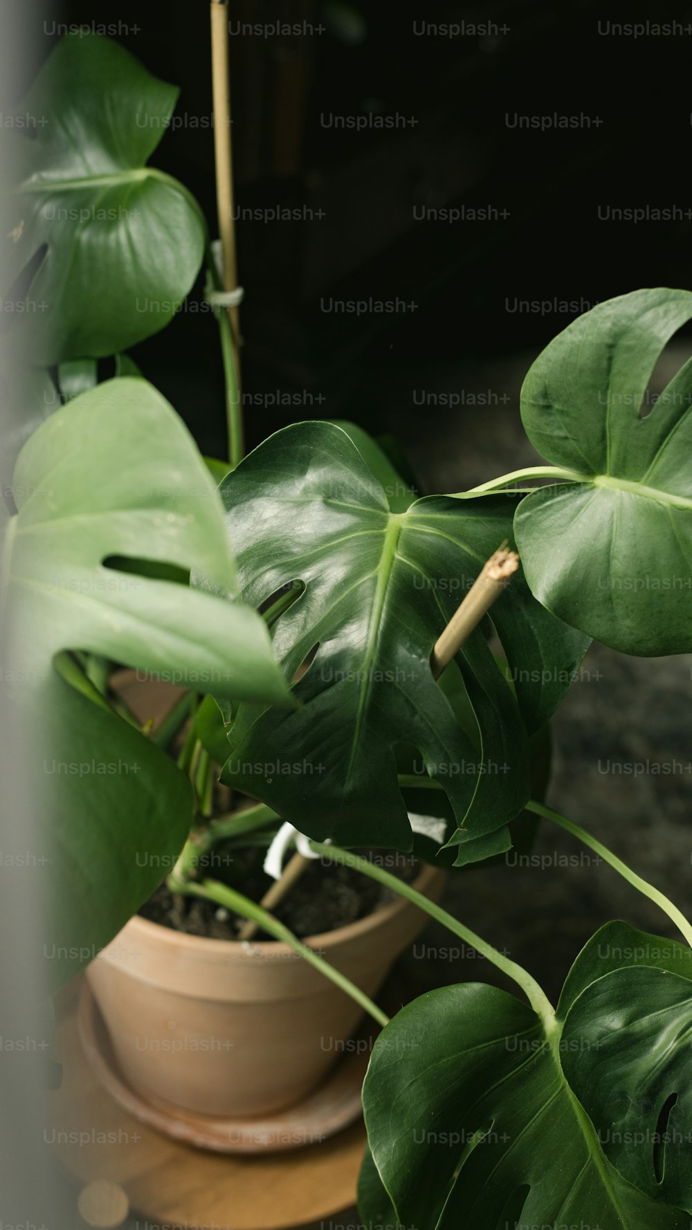 a potted plant with large green leaves