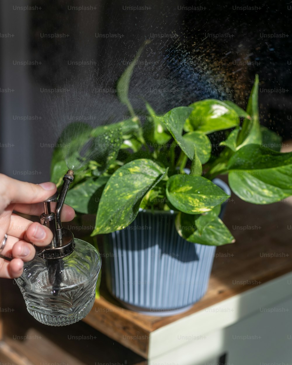 a person spraying water on a potted plant