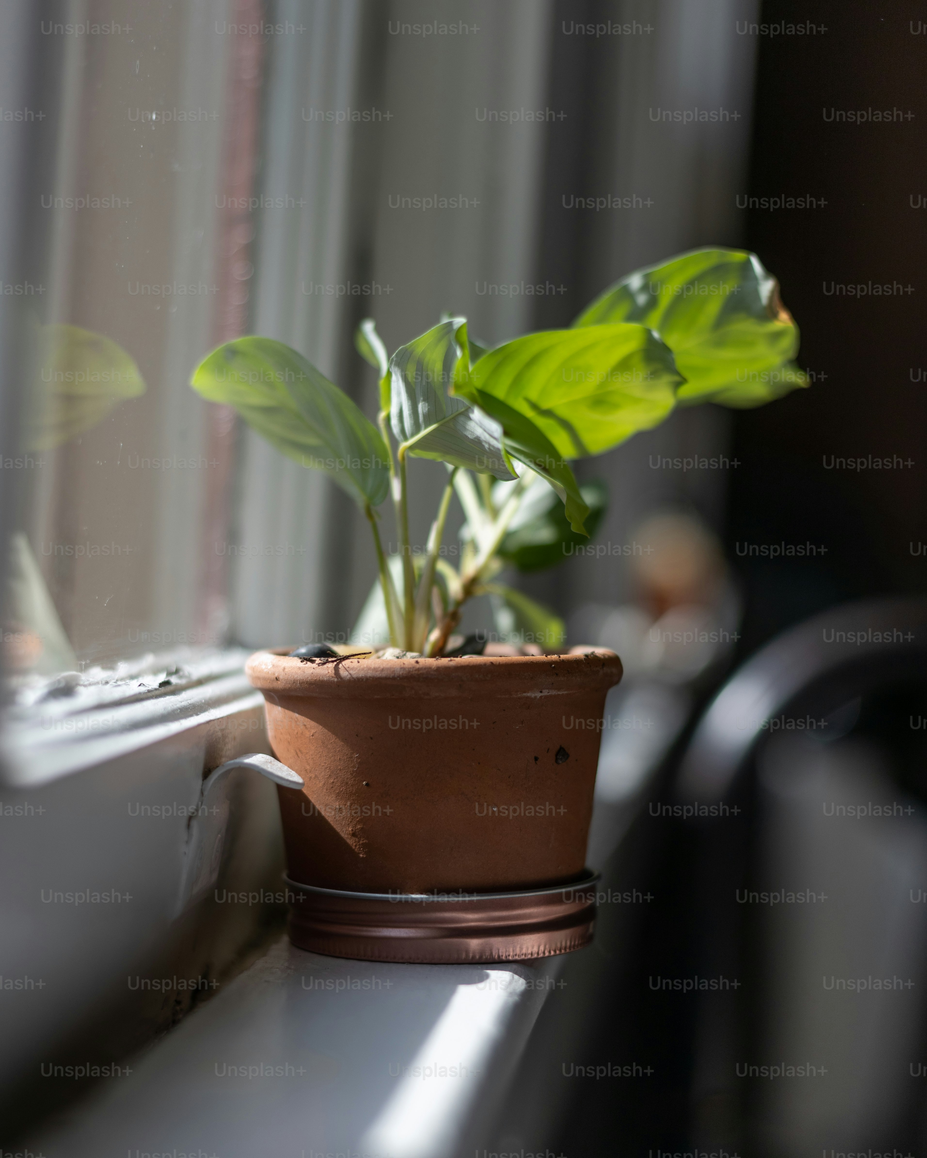 una planta en maceta sentada en el alféizar de una ventana