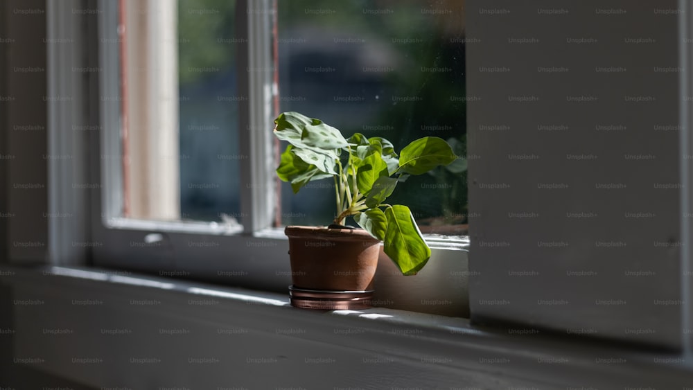窓枠に座っている鉢植えの植物