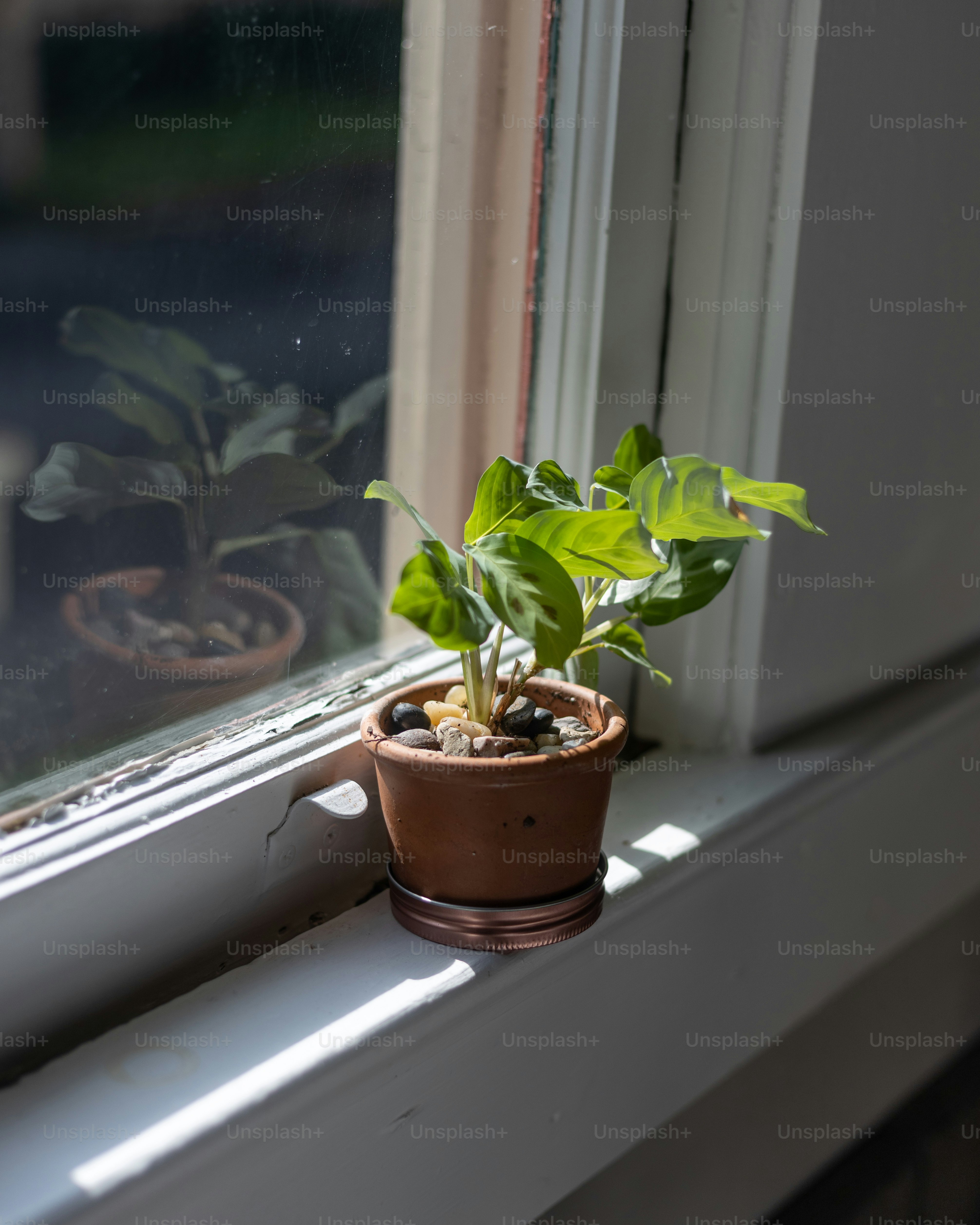 eine Topfpflanze, die auf einem Fensterbrett sitzt