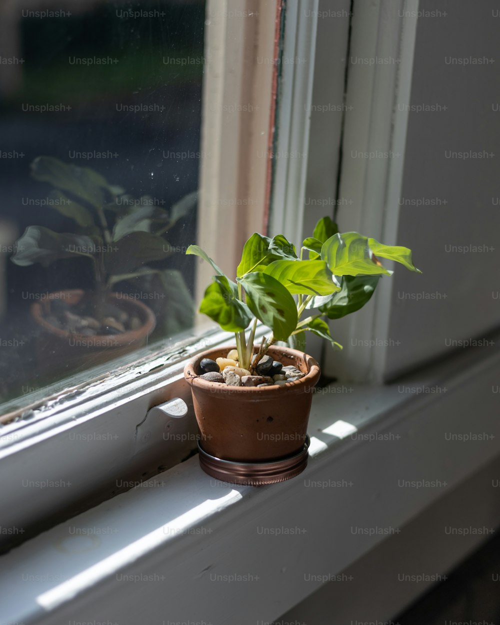 um vaso de planta sentado no parapeito de uma janela