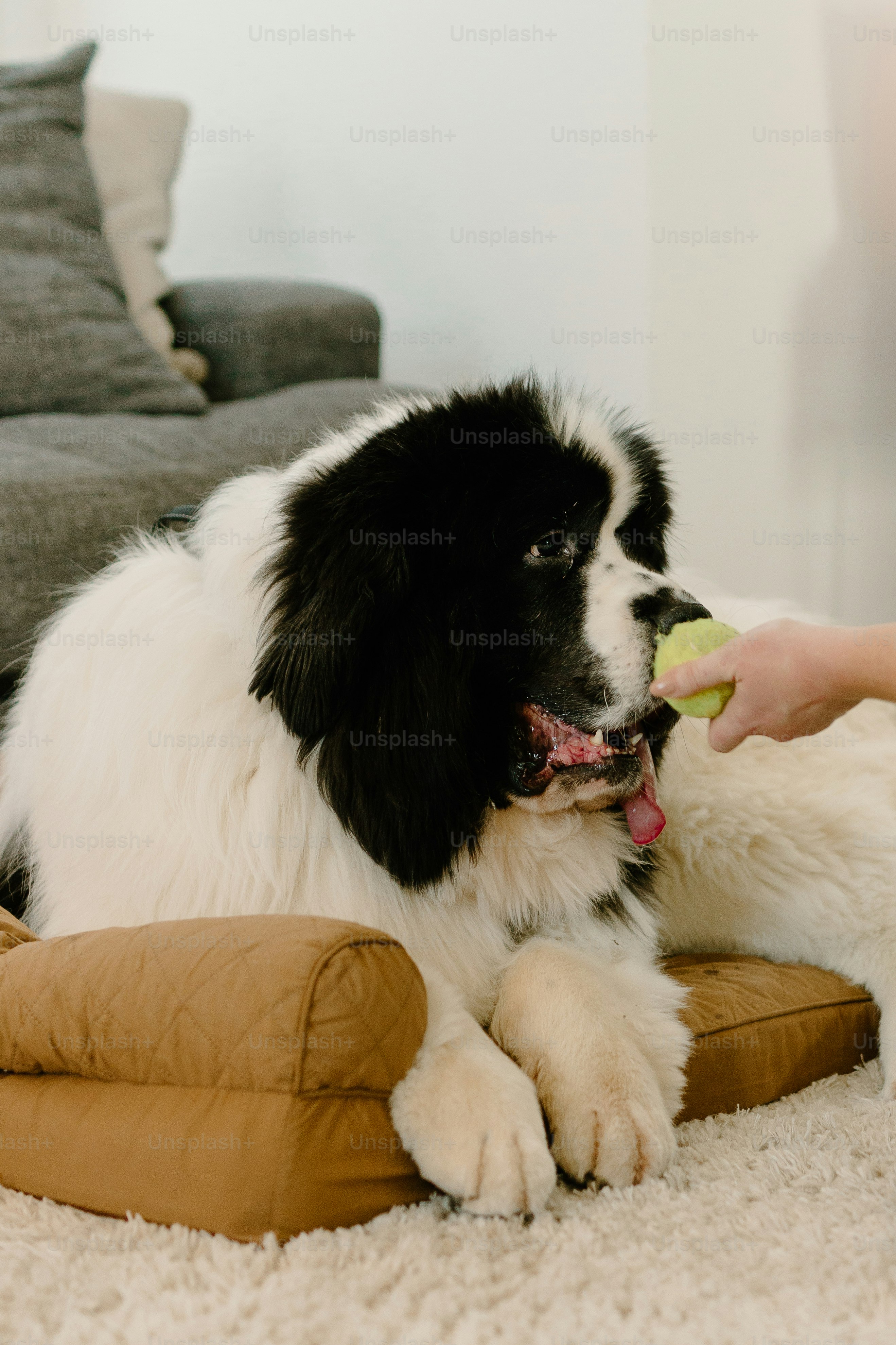 A black and white dog laying on top of a brown pillow photo – Pet dog ...
