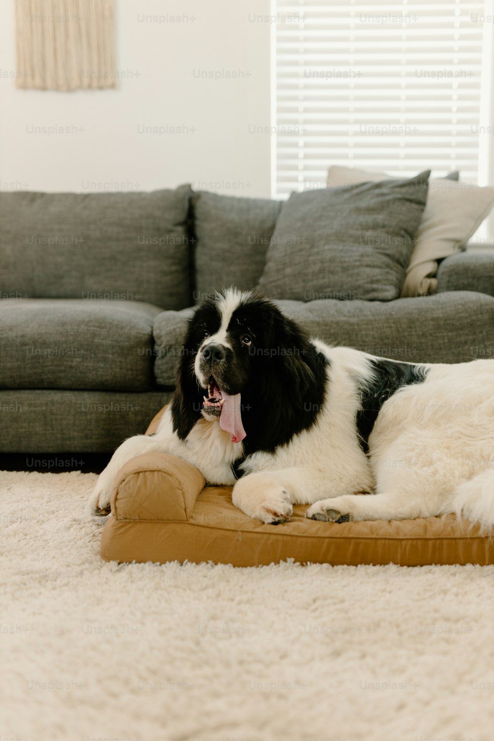 床の枕の上に横たわる黒と白の犬