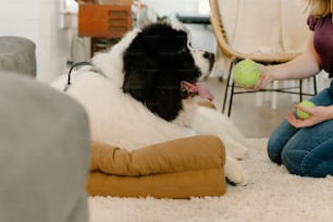 a black and white dog sitting on a rug with a tennis ball in its mouth