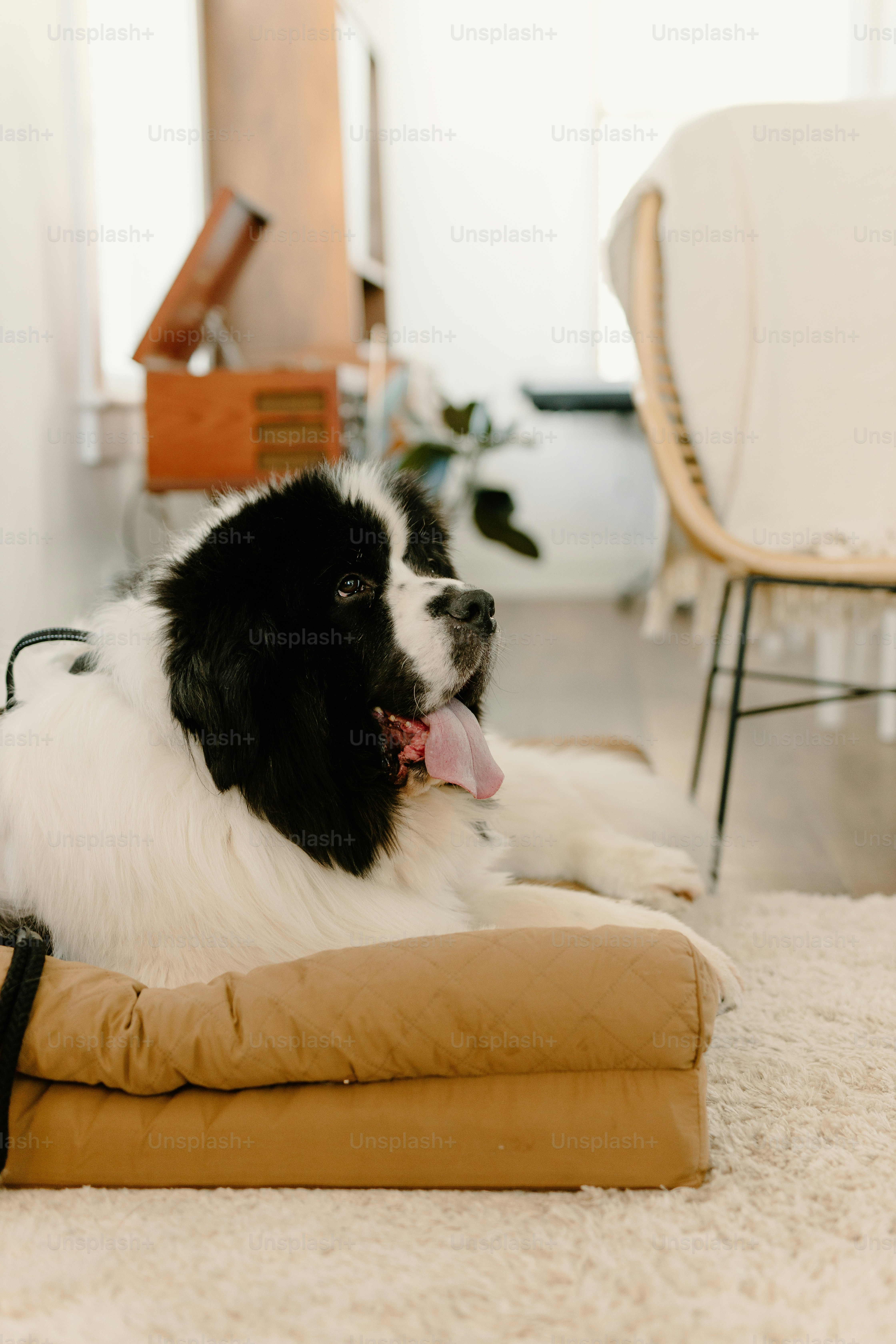 a black and white dog laying on top of a pillow