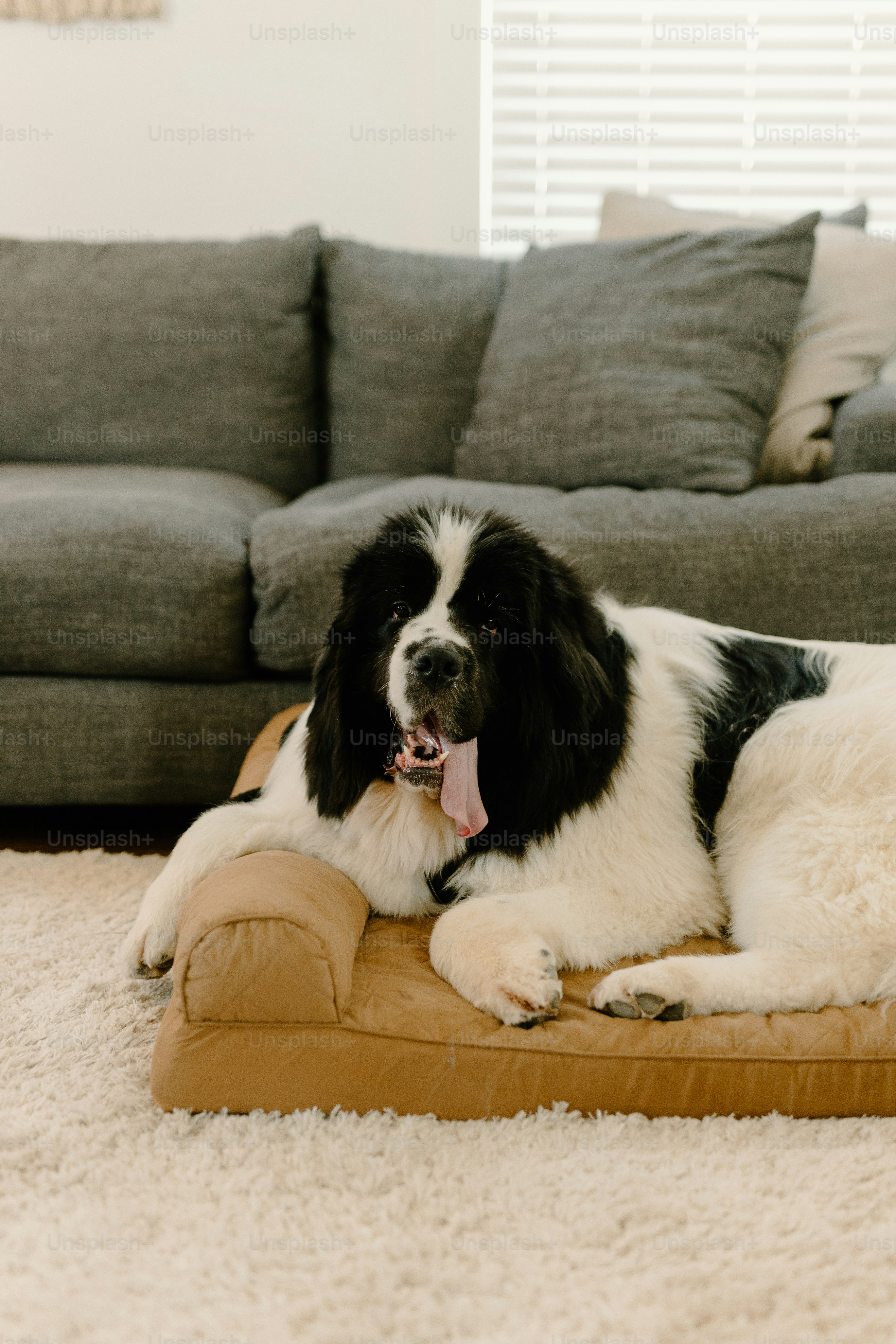 A black and white dog laying on a dog bed photo – Dog Image on Unsplash
