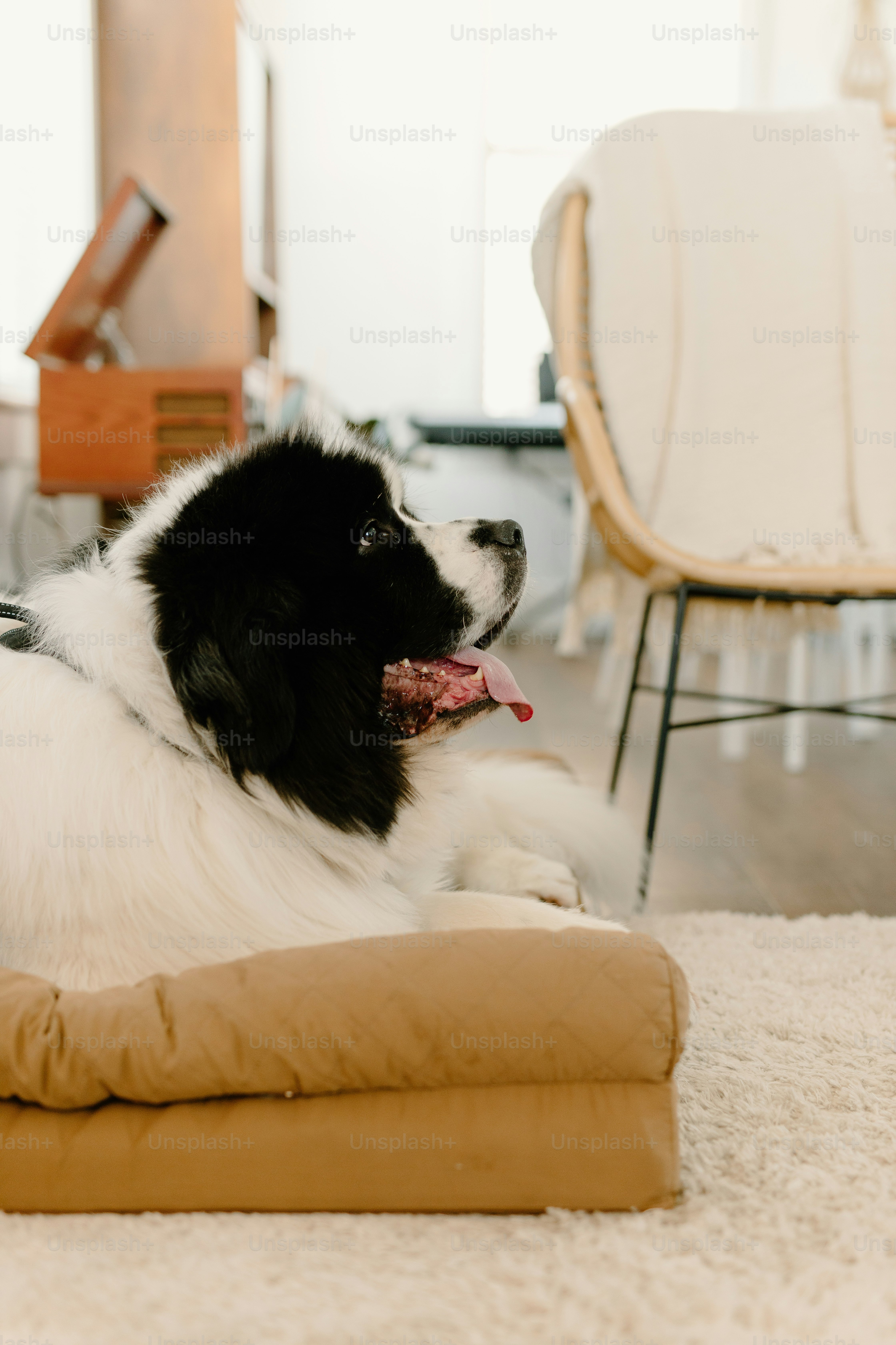 A black and white dog laying on top of a pillow photo – Dog Image on ...