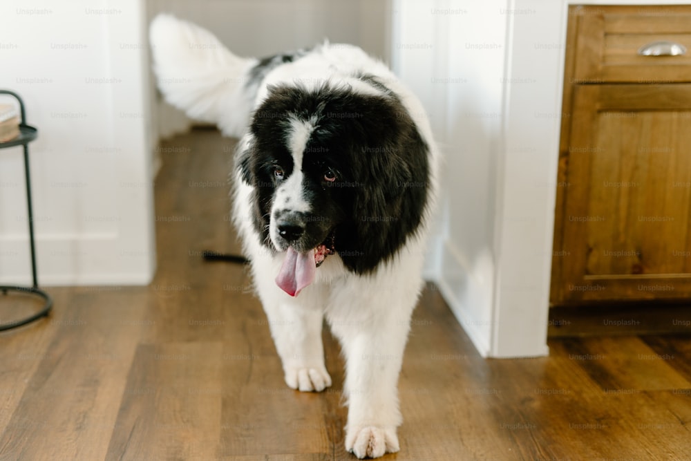a black and white dog standing on a hard wood floor