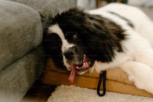 Ein schwarz-weißer Hund, der auf einer Couch liegt