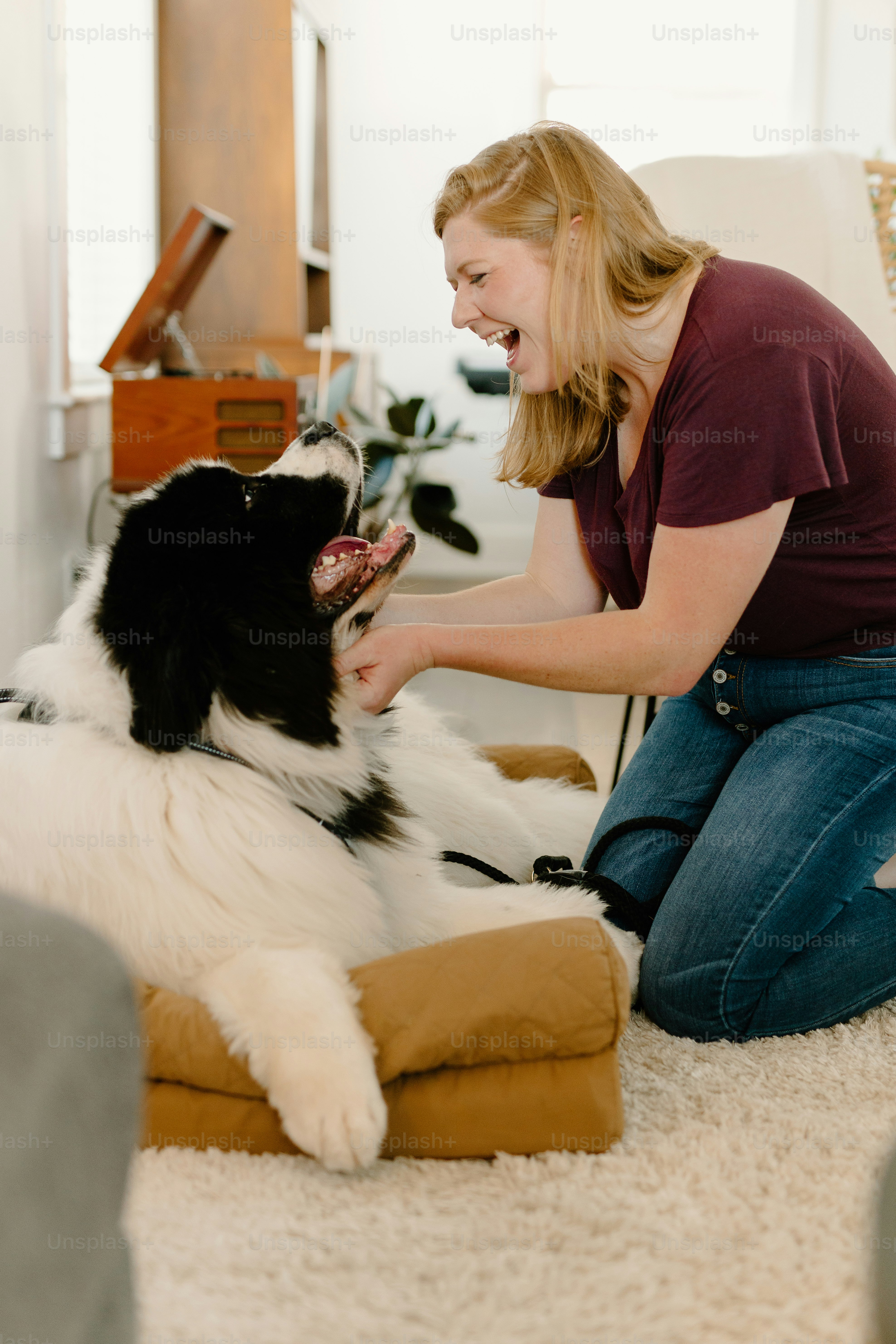 A black and white dog laying on top of a pillow photo – Dog Image on ...