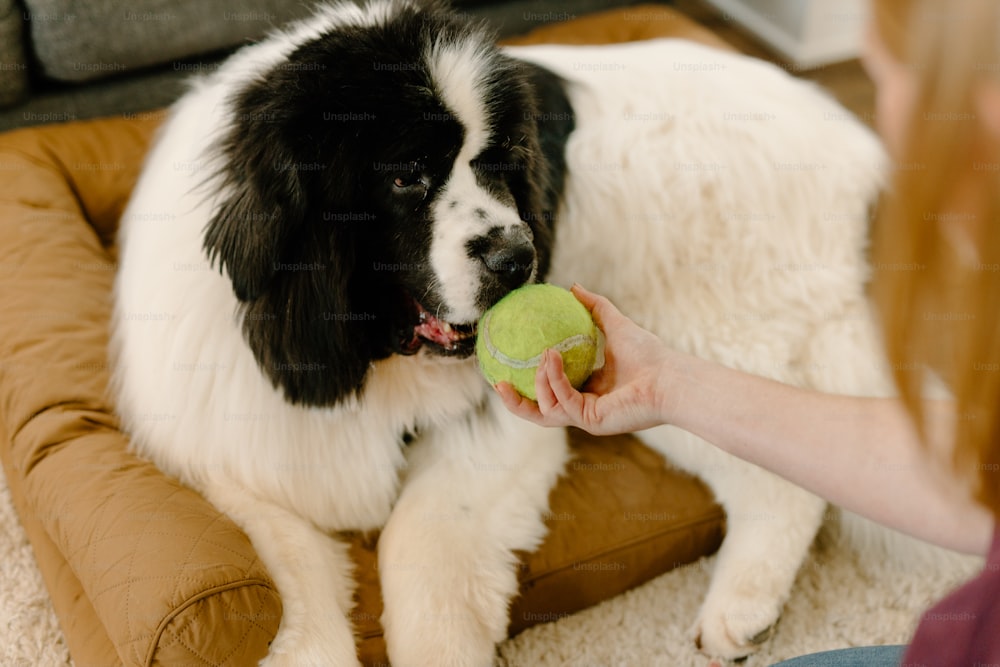 Un cane bianco e nero che tiene in bocca una pallina da tennis