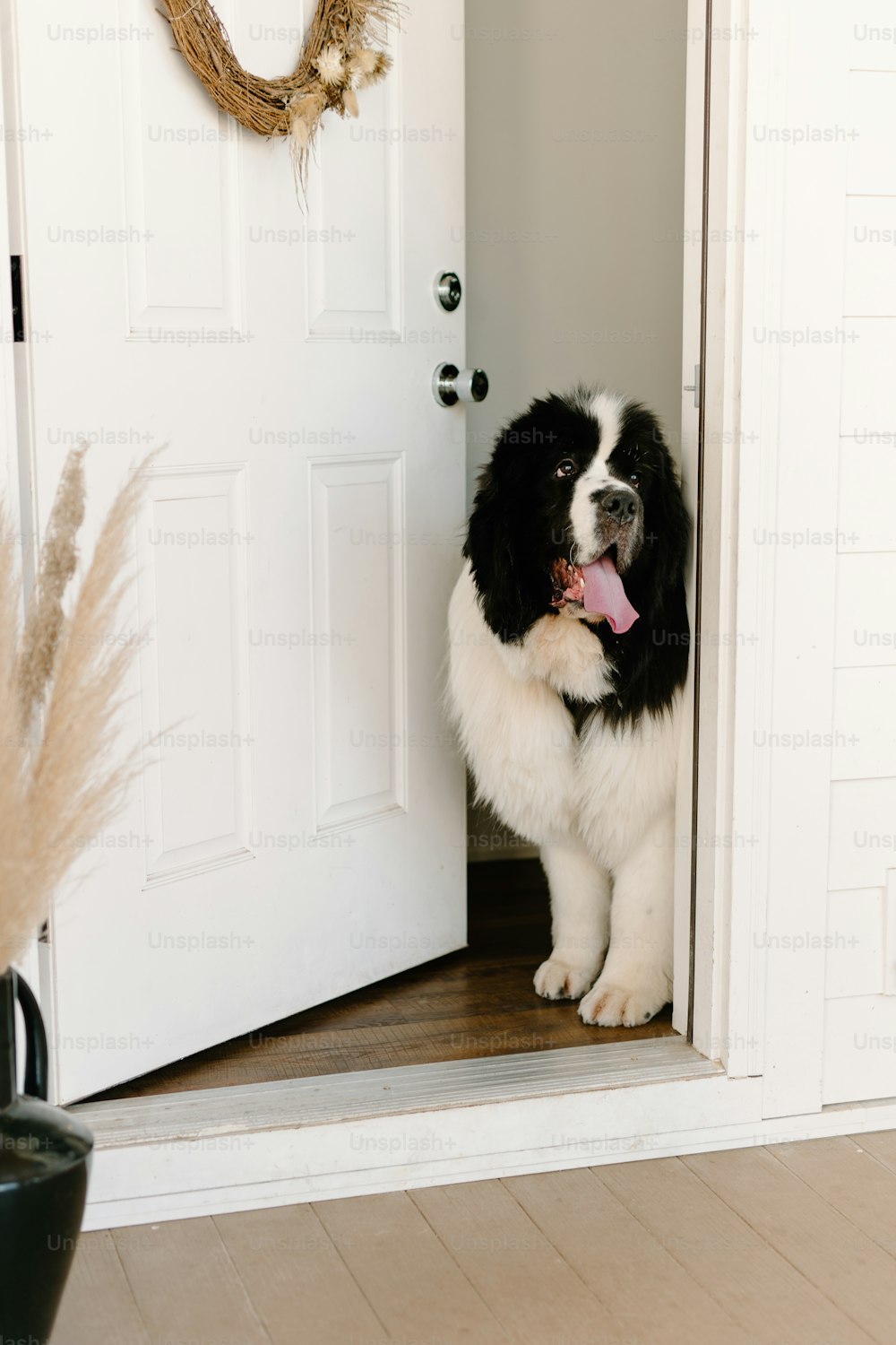 a black and white dog standing in front of a door