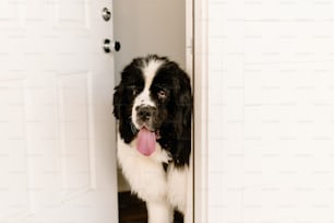 um cão preto e branco enfiando a língua para fora