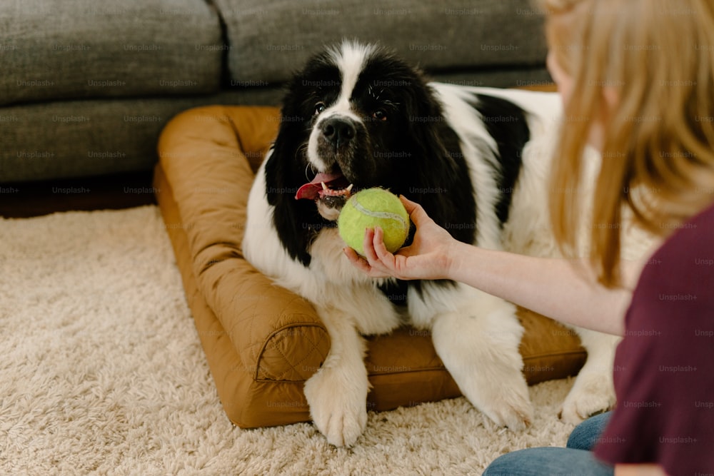um cachorro preto e branco segurando uma bola de tênis na boca