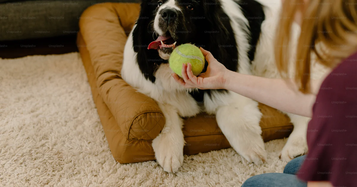 A black and white dog holding a tennis ball in it's mouth photo ...