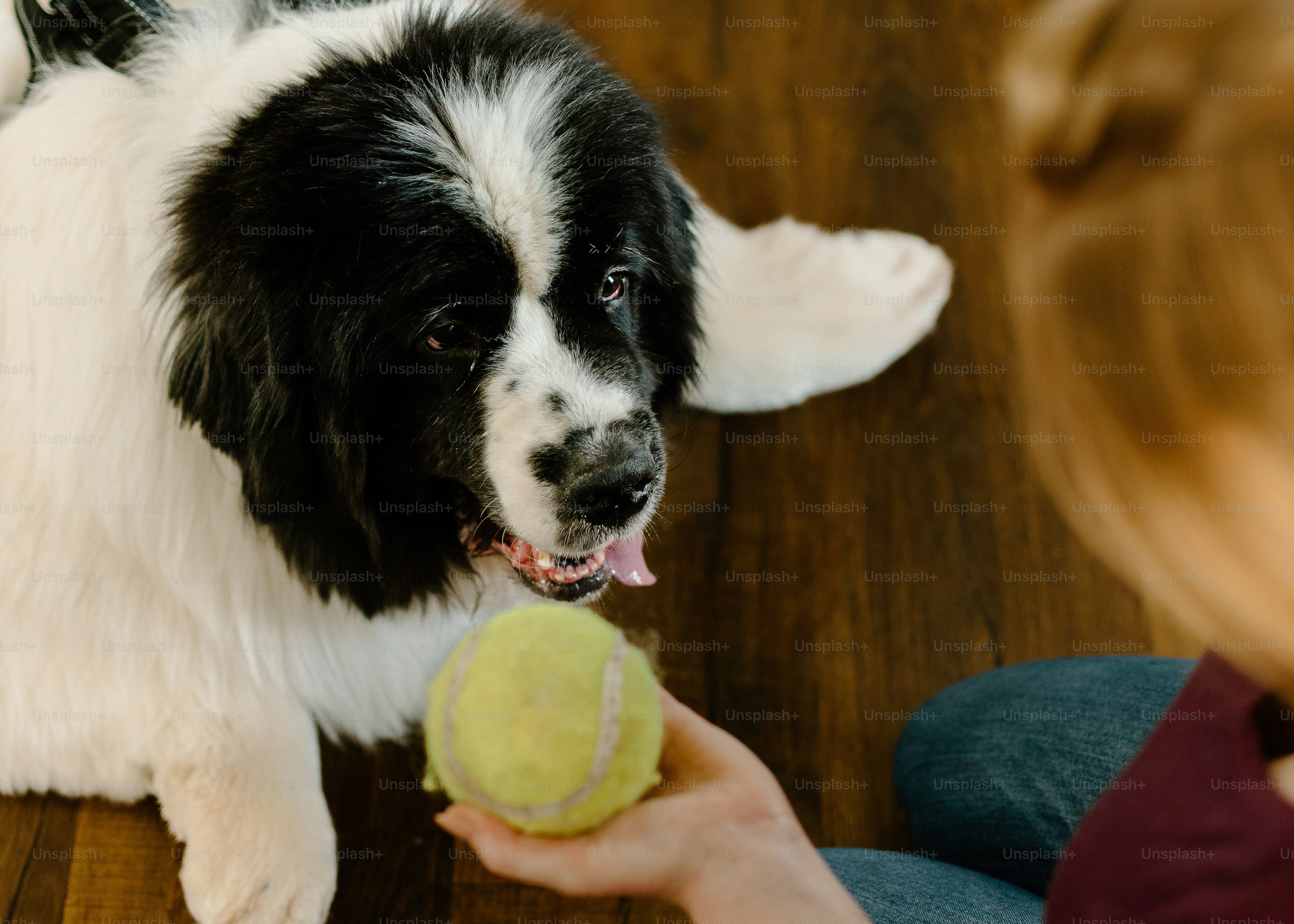 a black and white dog holding a tennis ball