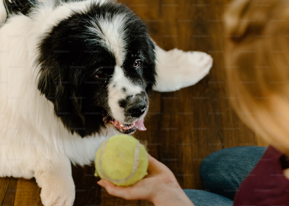 a black and white dog holding a tennis ball