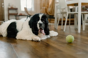 un chien noir et blanc allongé sur le sol à côté d’une balle de tennis
