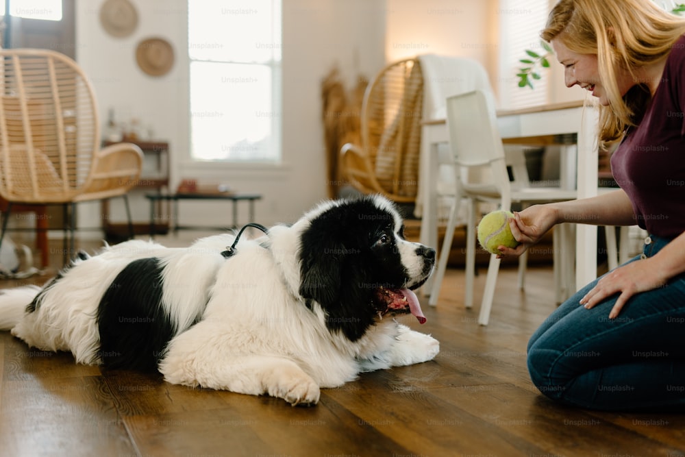 a black and white dog laying on a wooden floor