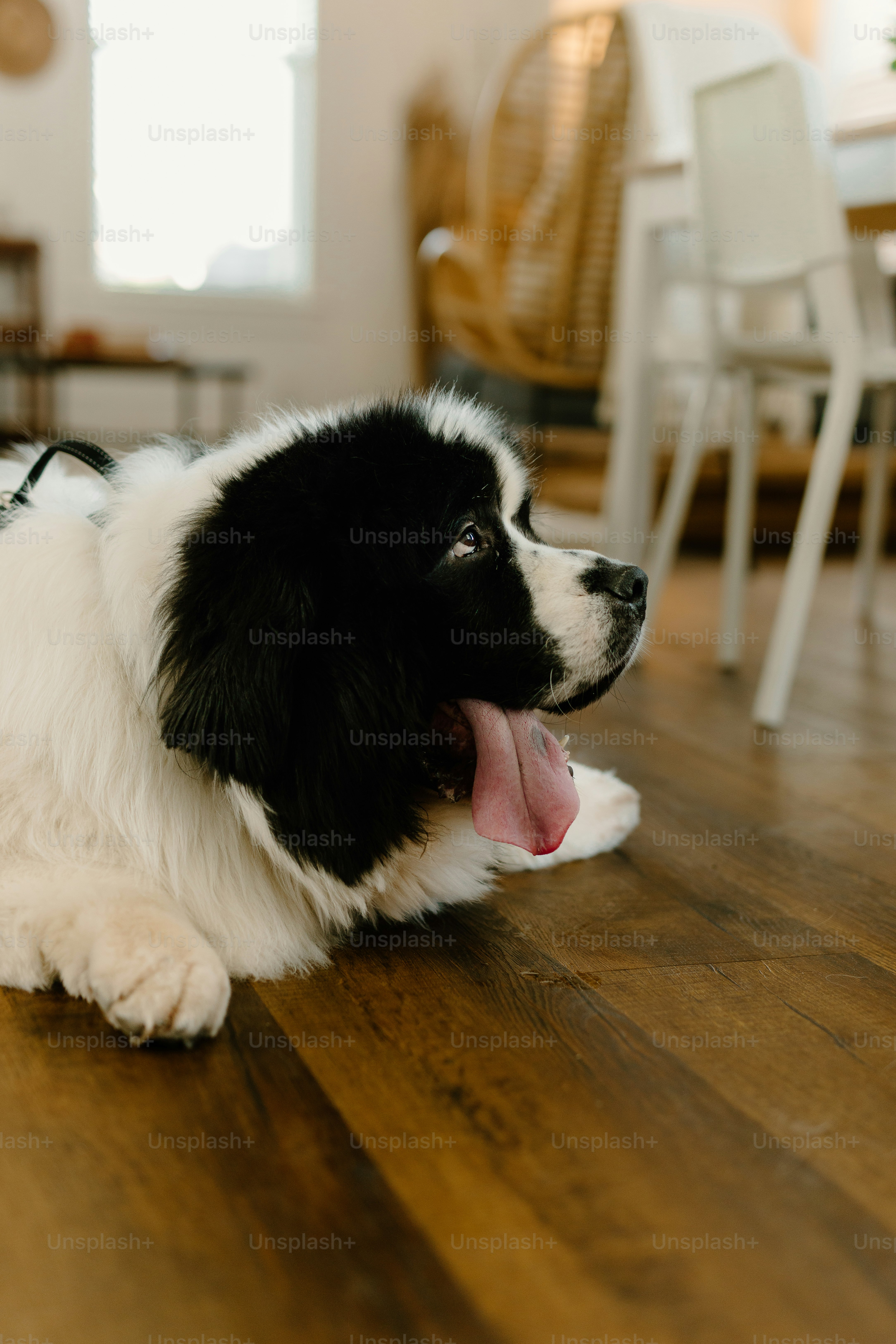 a black and white dog laying on top of a wooden floor