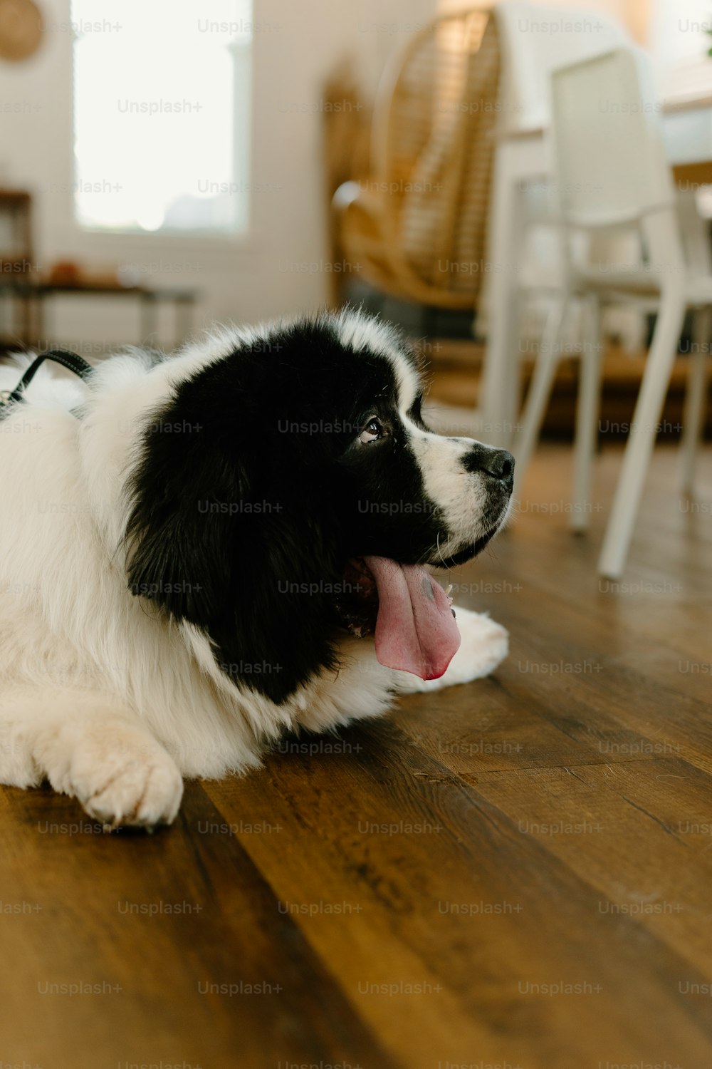Ein schwarz-weißer Hund, der auf einem Holzboden liegt