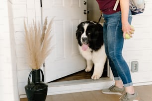 a black and white dog standing in front of a door