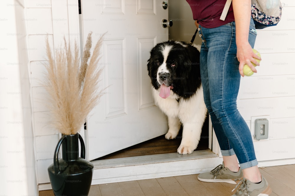 um cão preto e branco em pé na frente de uma porta