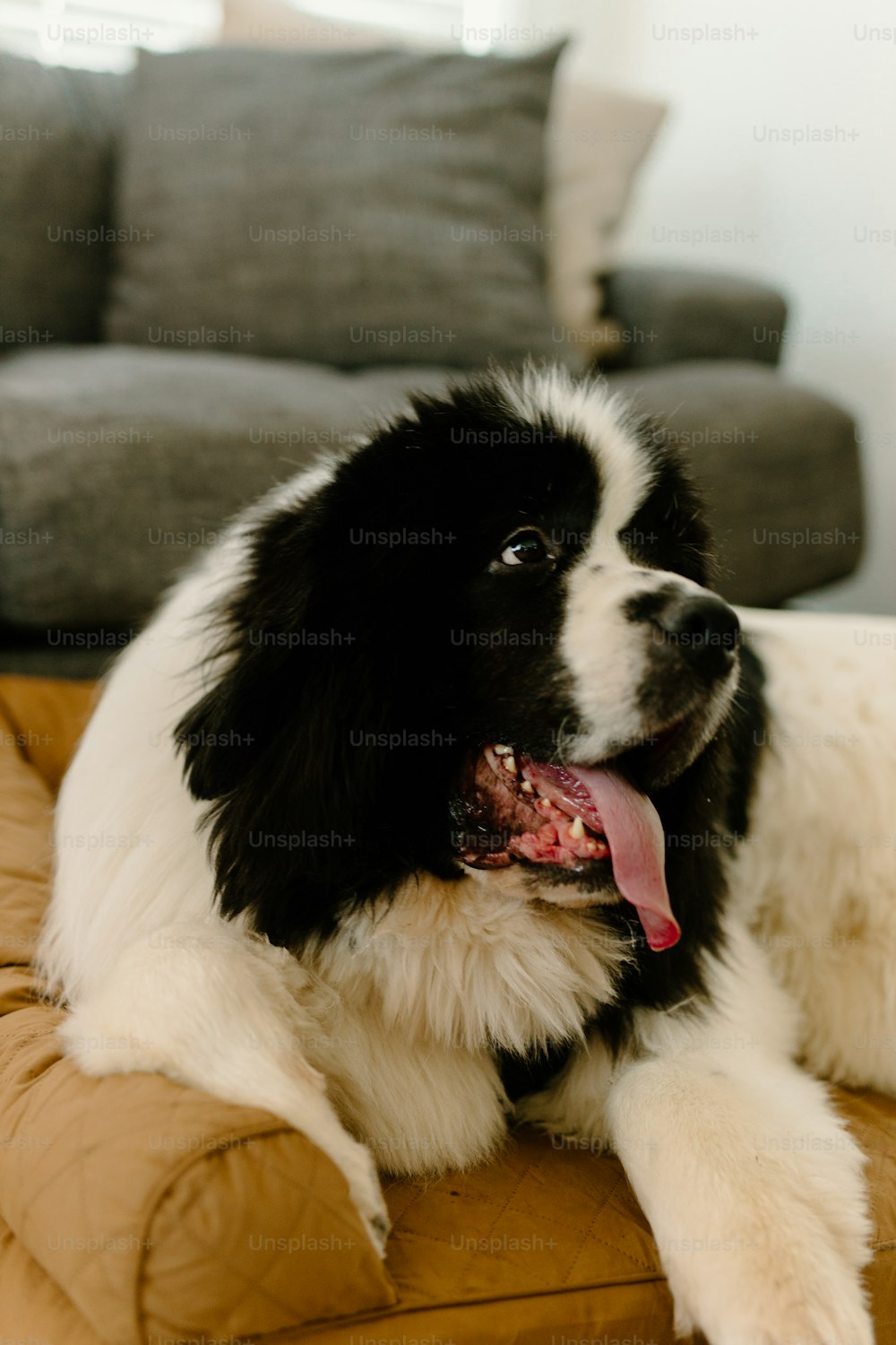 a black and white dog laying on top of a couch