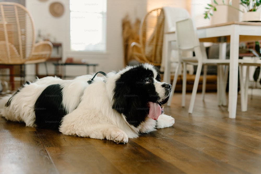a black and white dog laying on top of a wooden floor