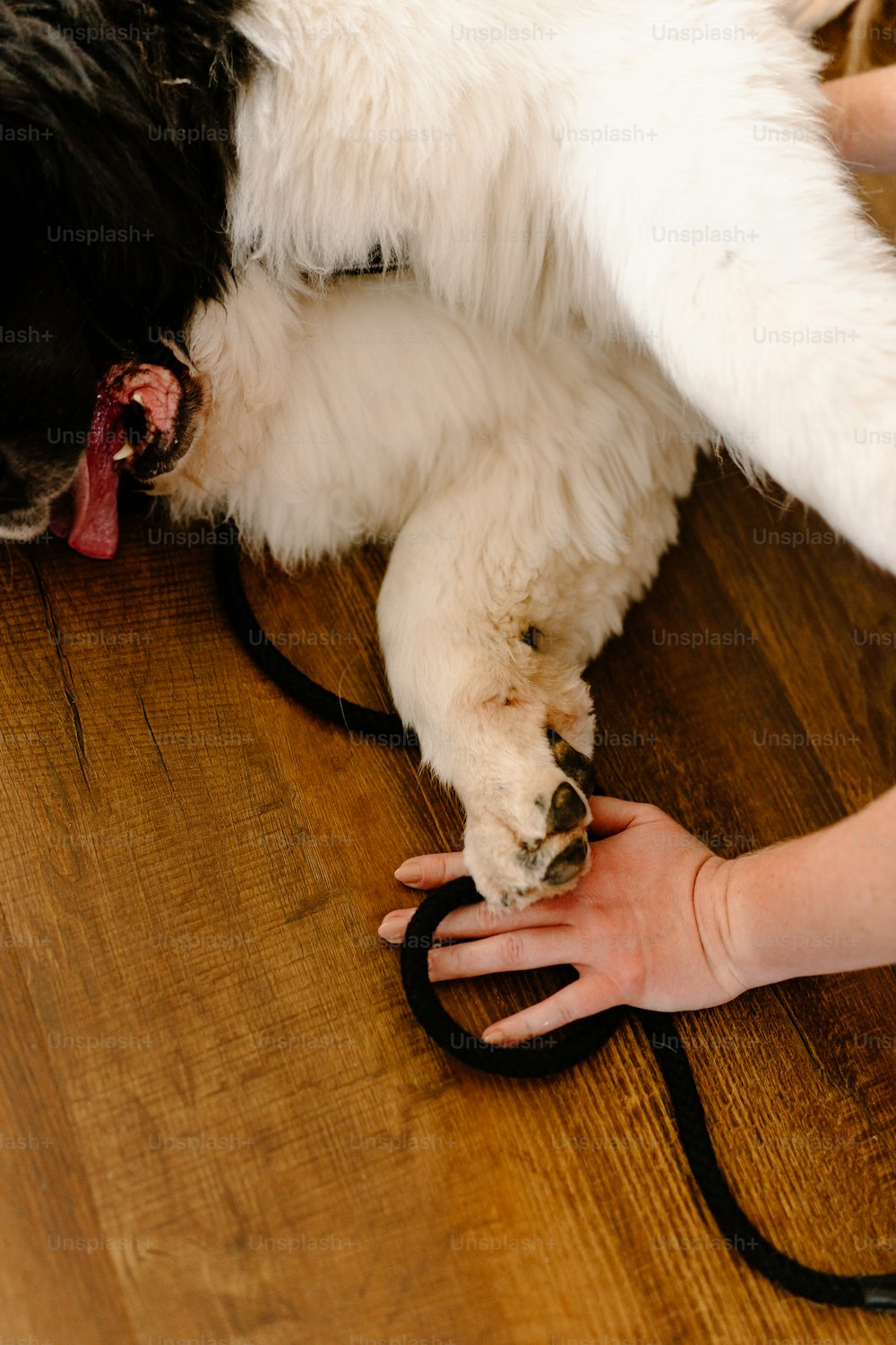 Un perro acostado en un piso de madera sostenido por la mano de una persona
