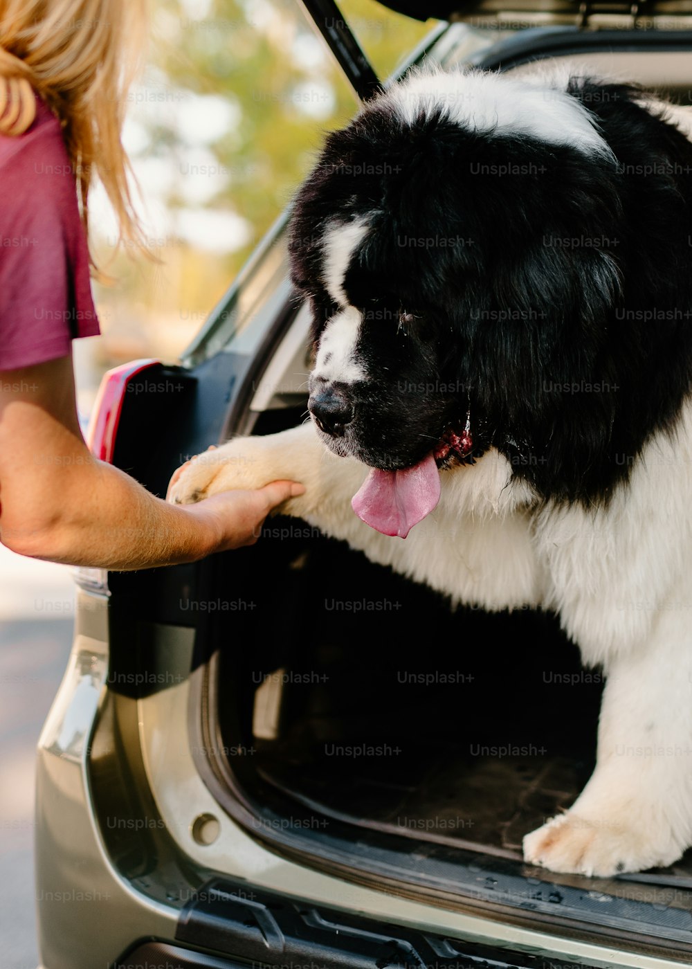 a black and white dog sticking its paw in the open trunk of a car