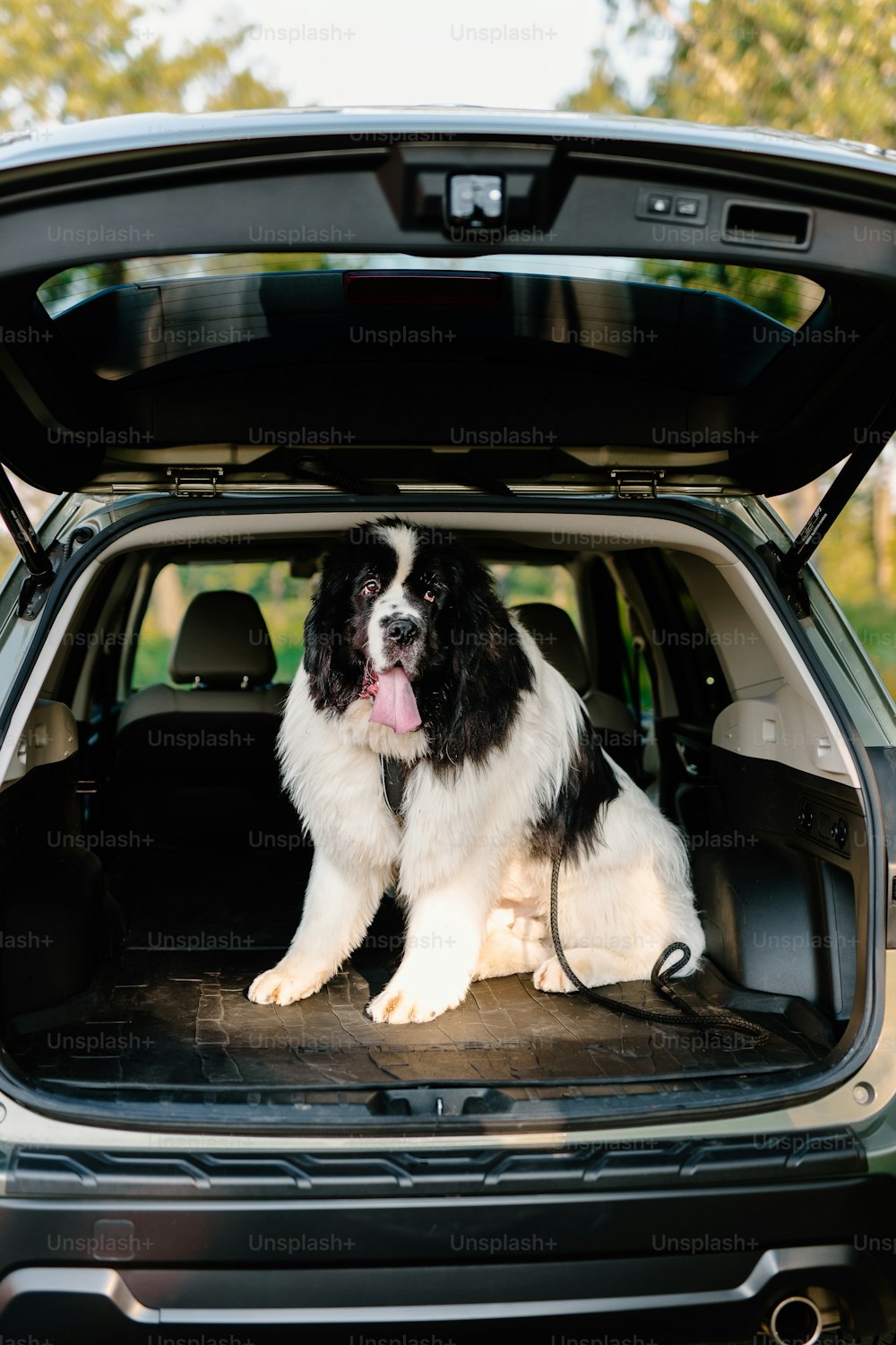 Ein schwarz-weißer Hund, der hinten in einem Auto sitzt