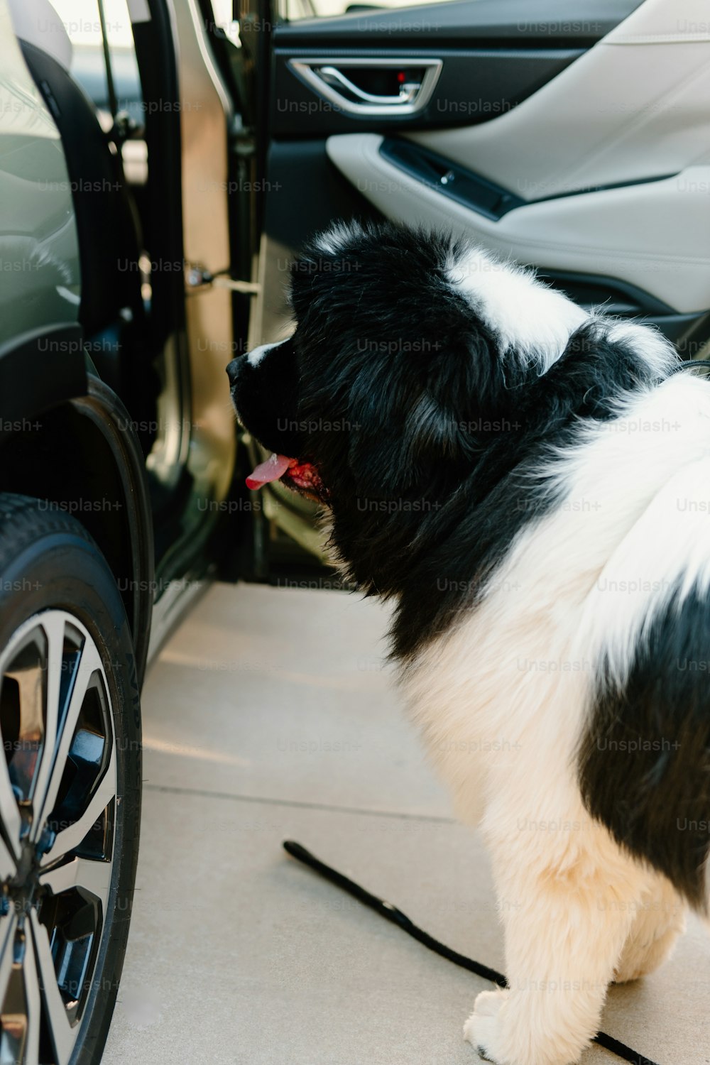 a black and white dog standing next to a car