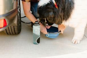 a dog drinking water out of a blue bowl