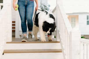 a woman walking a black and white dog down a flight of stairs