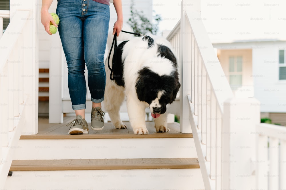 Una mujer paseando a un perro blanco y negro por un tramo de escaleras
