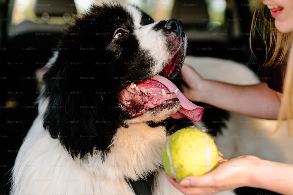 a black and white dog holding a tennis ball in it's mouth