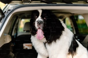 a black and white dog sitting in the back of a car
