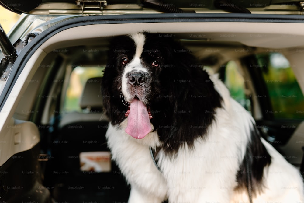 a black and white dog sitting in the back of a car