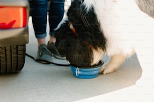 a black and white dog eating out of a blue bowl