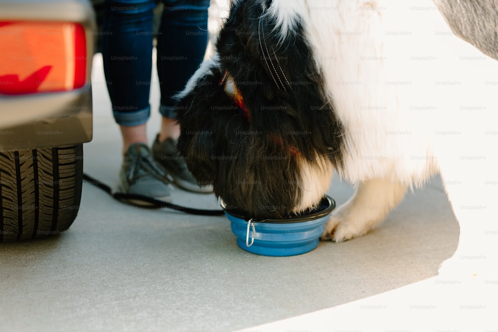 a black and white dog eating out of a blue bowl