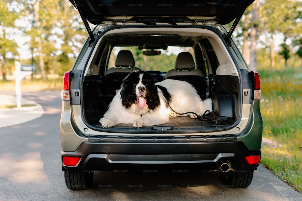 a black and white dog laying in the back of a car