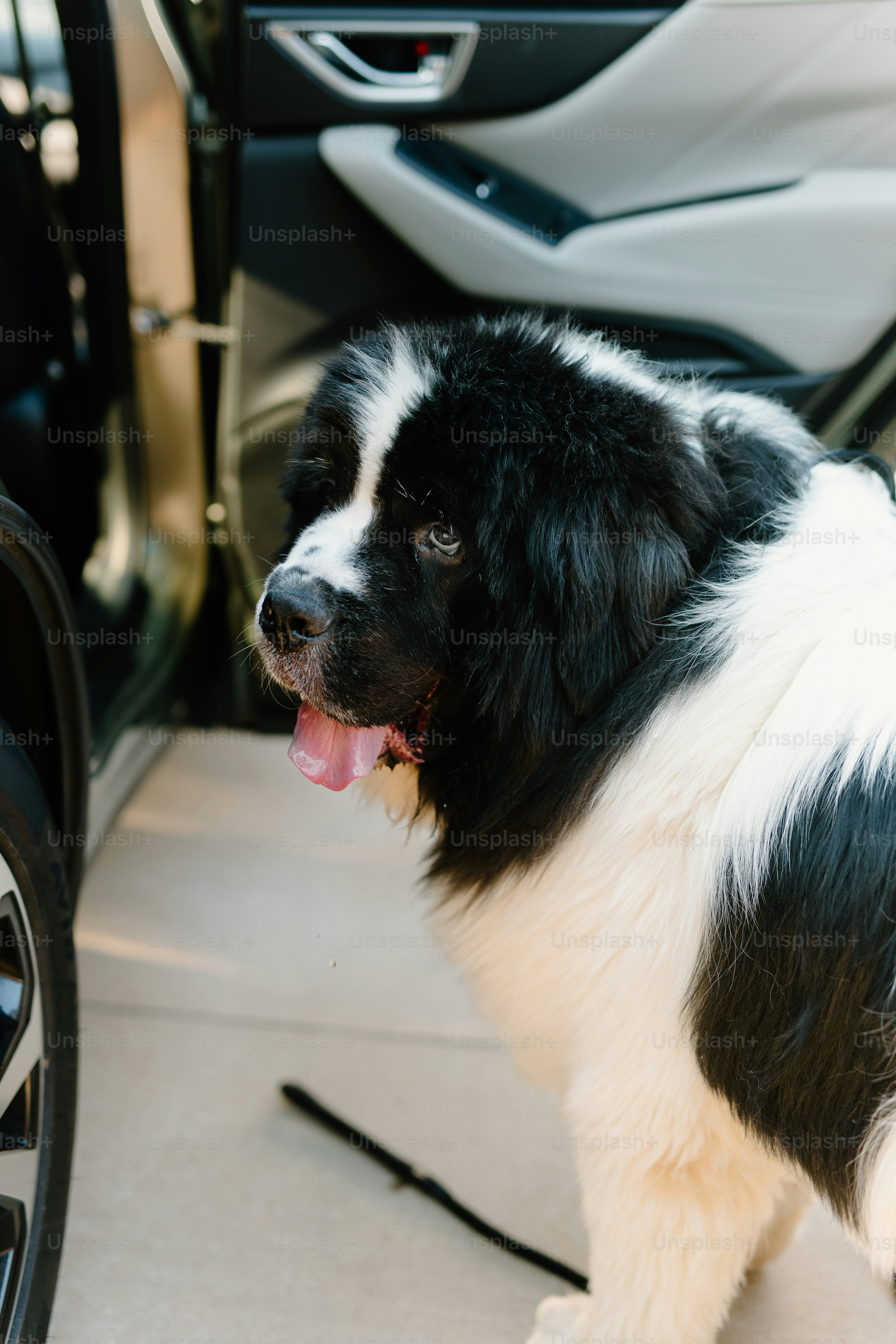 a black and white dog standing next to a car