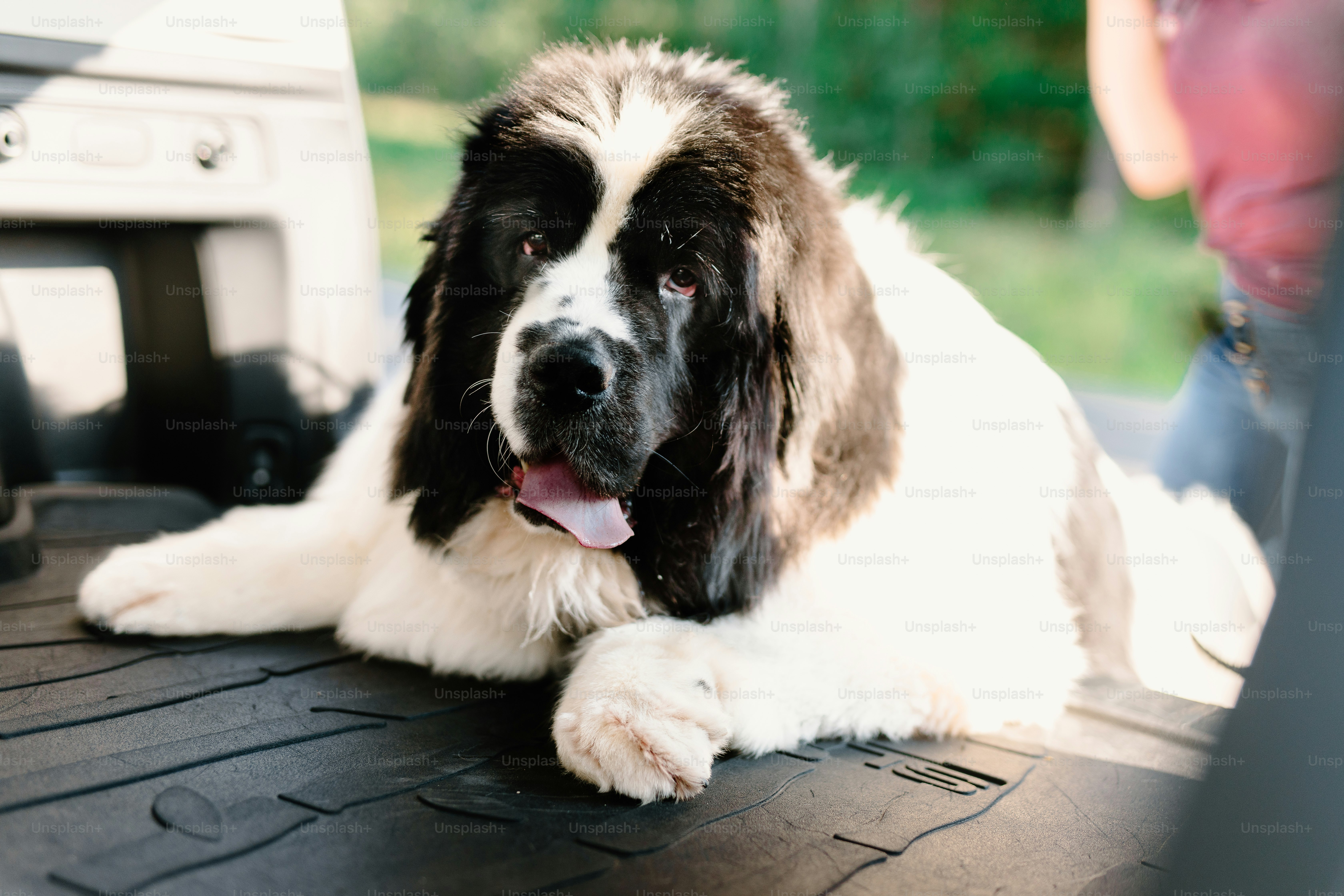 a brown and white dog laying on the back of a car