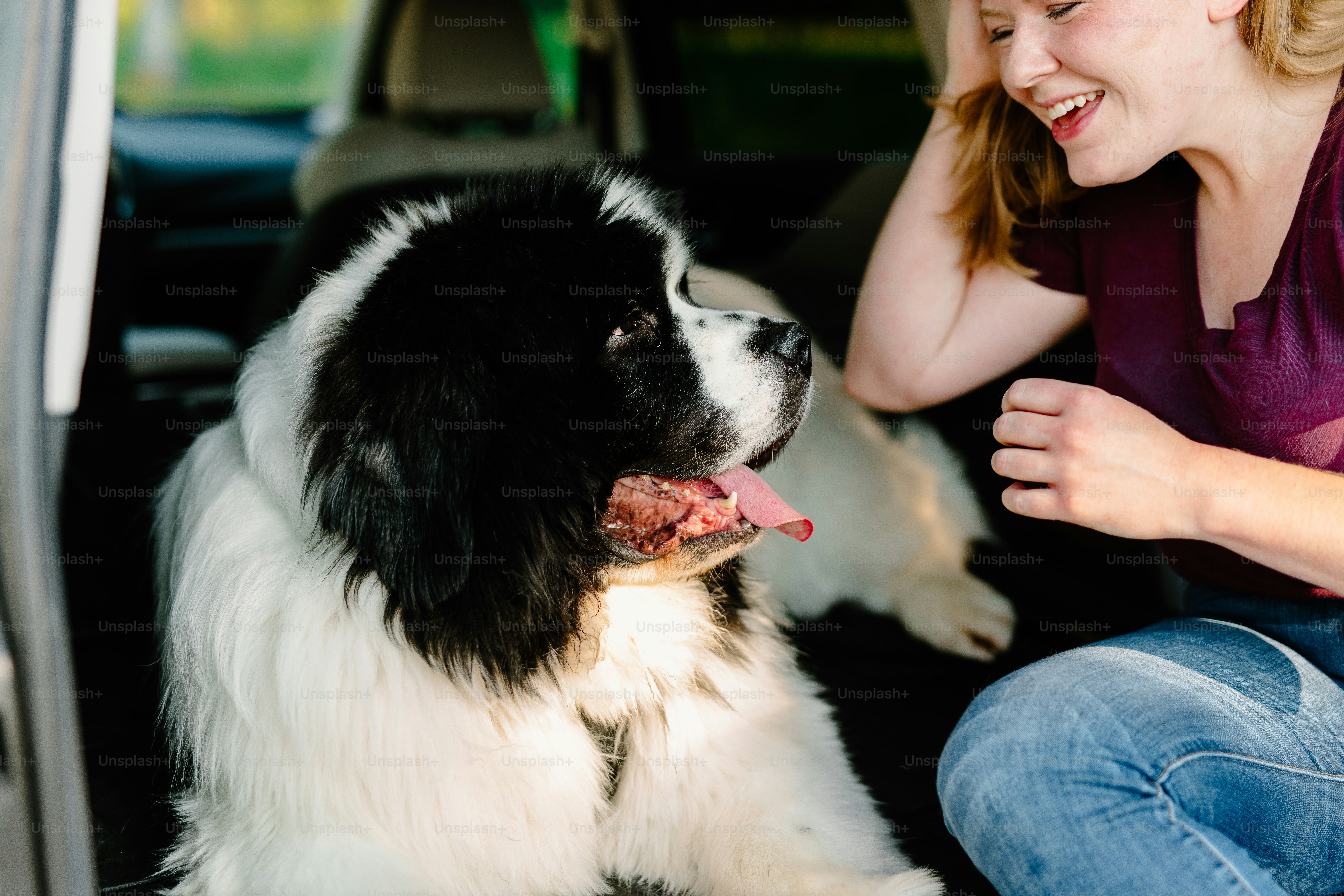 a woman sitting in the back seat of a car with a dog